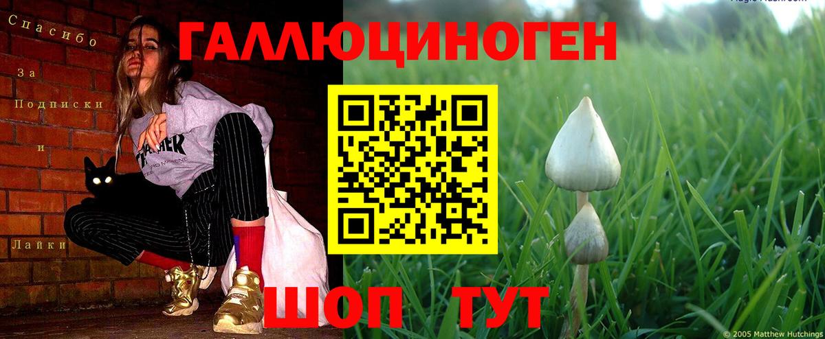 Псилоцибиновые грибы Magic Shrooms  Вход с VPN  Бердск  Галлюциногенные грибы GOLDEN TEACHER 